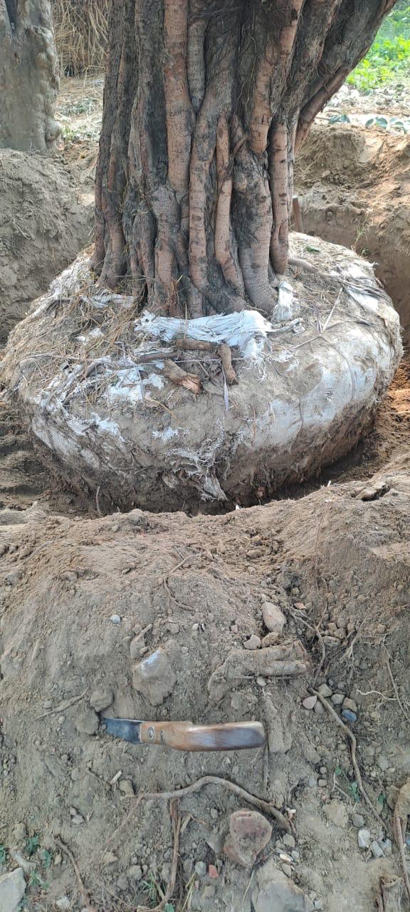  Tree Transplanting by Total Green Solutions